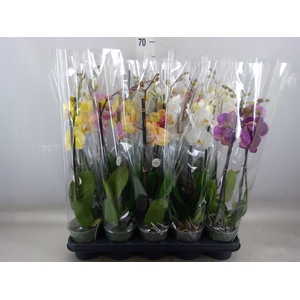 Phalaenopsis   ...mix