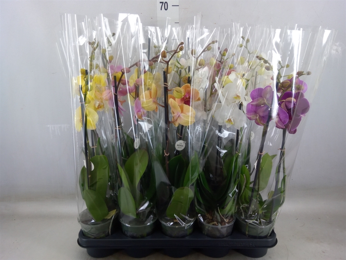 <h4>Phalaenopsis   ...mix</h4>