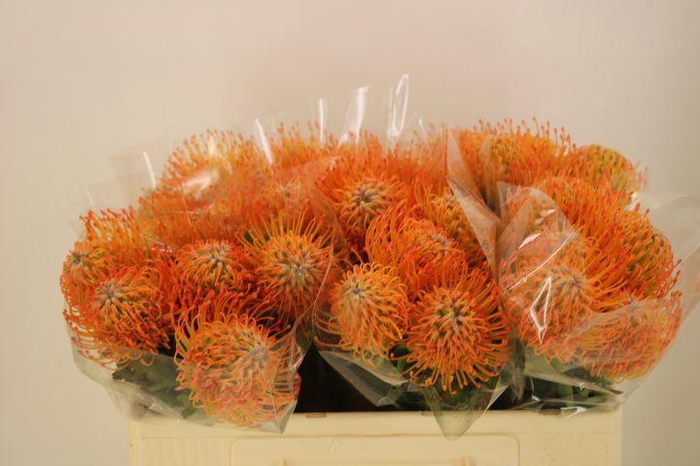 <h4>LEUCO AYOBA SUN</h4>