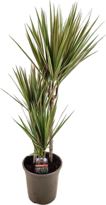 <h4>Dracaena marginata Bicolor 45-25-10</h4>