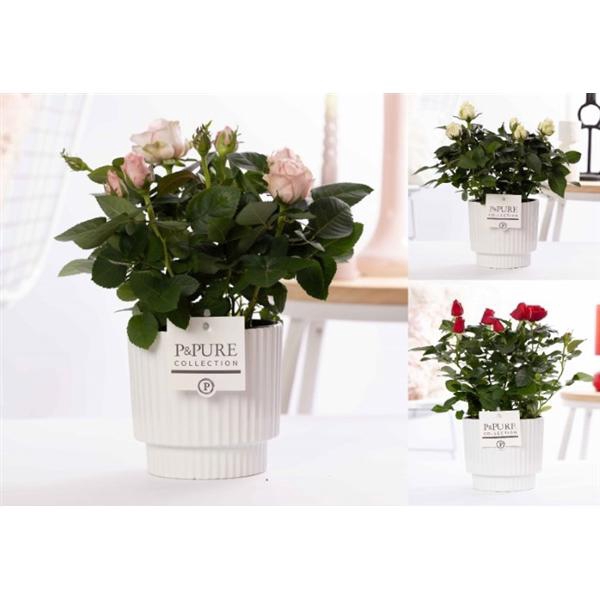 <h4>Rosa gemengd in P&PURE Ivy ceramics shiny white</h4>