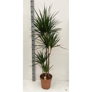 DRA MARGINATA