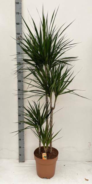 <h4>DRA MARGINATA</h4>