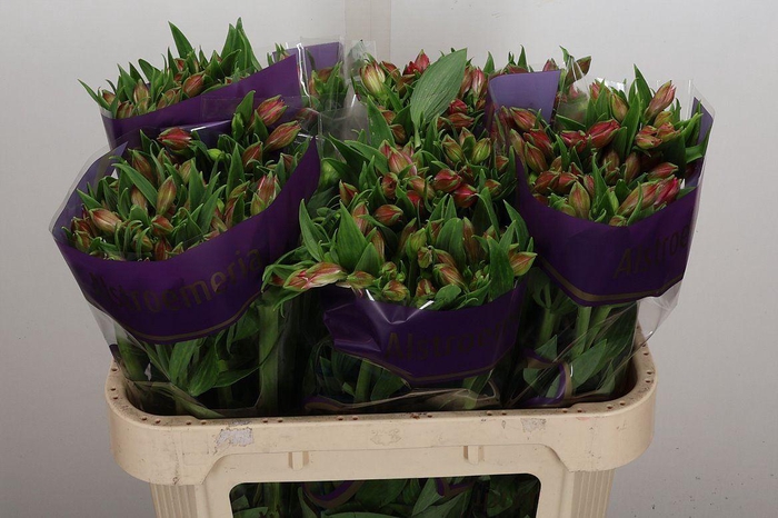 <h4>Alstr Bubblicious 80gr</h4>