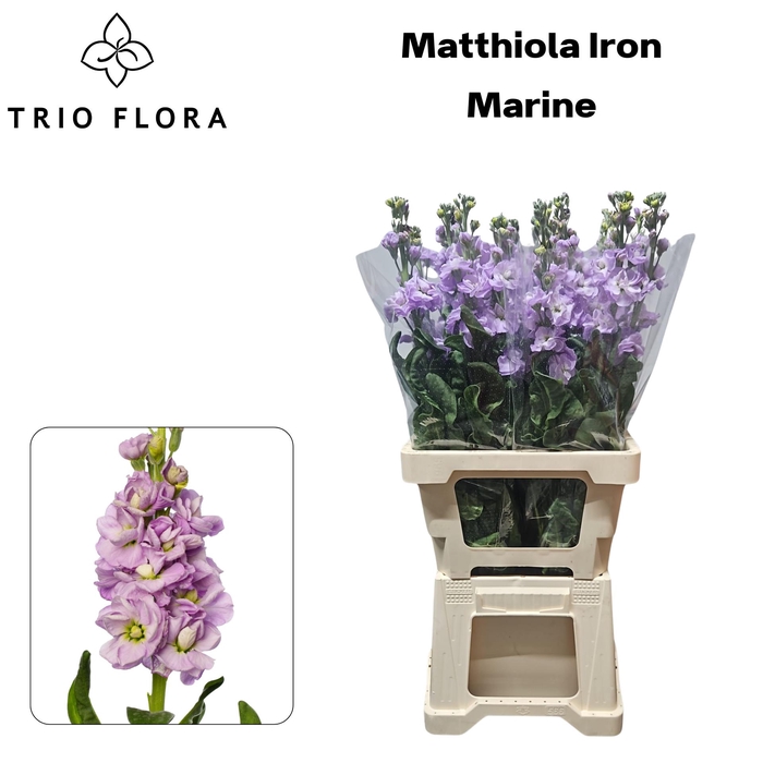 <h4>MATTH IRON MARINE 996</h4>