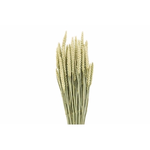 Dried Triticum (tarwe) Natural X5 Bunch