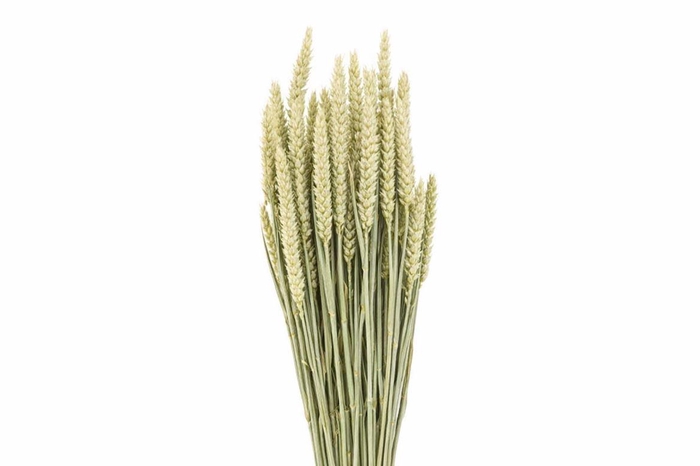 <h4>Dried Triticum (tarwe) Natural X5 Bunch</h4>