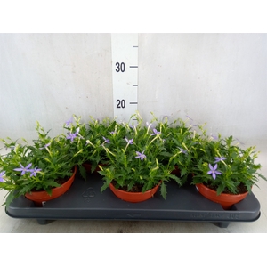 Isotoma axillaris 'Blue Star'
