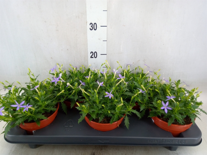 <h4>Isotoma axillaris 'Blue Star'</h4>