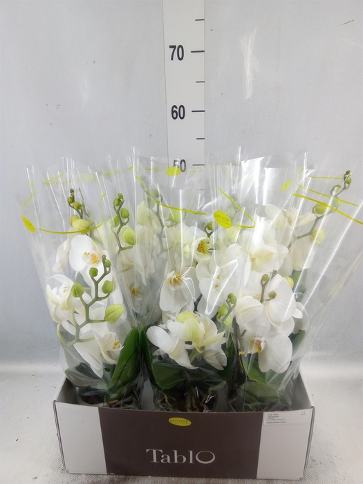 <h4>Phalaenopsis   ...white</h4>