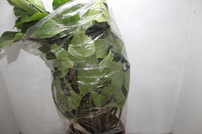 <h4>PHILODENDRON SQUAMIFERUM P30</h4>