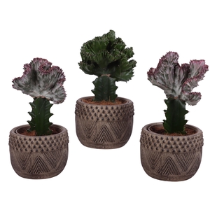 Cactus mix Euphorbia l. Ø12cm in Ø16cm Ceramic EV665