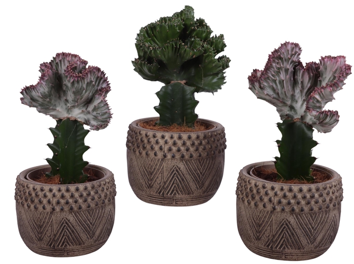 <h4>Cactus mix Euphorbia l. Ø12cm in Ø16cm Ceramic EV665</h4>