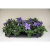 Platycodon grandiflorus Astra Blue