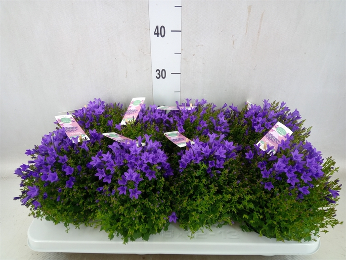 <h4>Campanula porten. 'Ambella In Prpl'</h4>