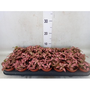Fittonia  'Mosaic Pink Forest Flam'