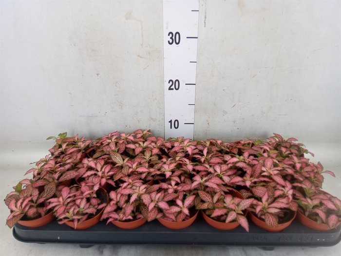 <h4>Fittonia  'Mosaic Pink Forest Flam'</h4>