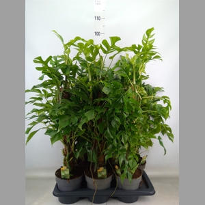 Philodendron   ...