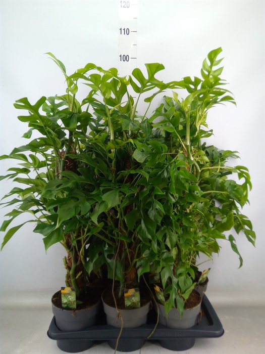 <h4>Philodendron   ...</h4>