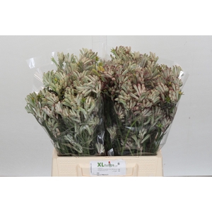 Anigozanthos Celebration Carnivale