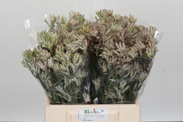 <h4>Anigozanthos Celebration Carnivale</h4>