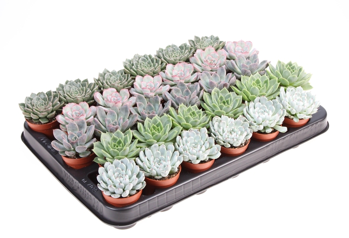<h4>Echeveria mix</h4>