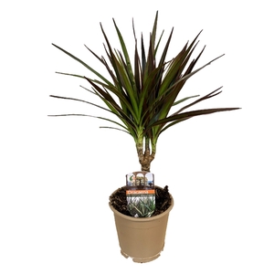 Dracaena magenta