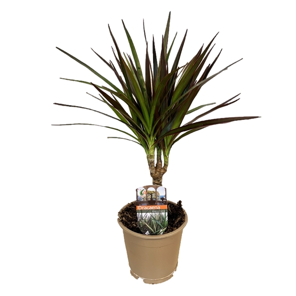 <h4>Dracaena magenta</h4>