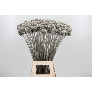 Allium Sphaero Kl Bh Platina
