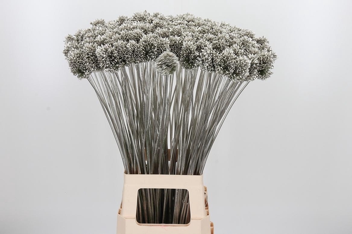<h4>Allium Sphaero Kl Bh Platina</h4>