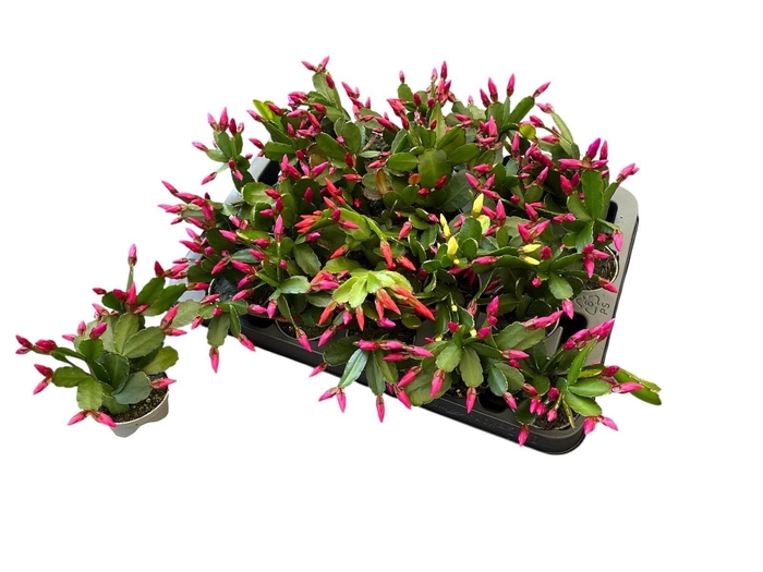 <h4>RHIPS GEM 4 KL</h4>