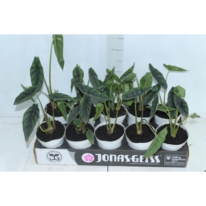 ALOCASIA VENUSTA P12