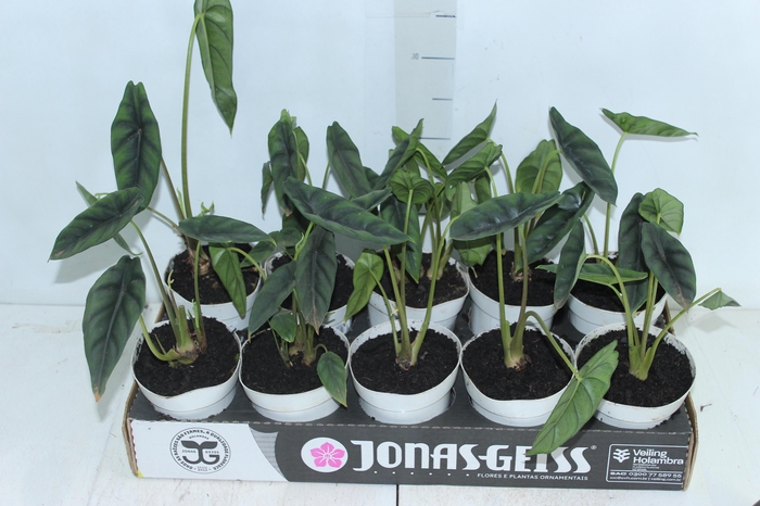 <h4>ALOCASIA VENUSTA P12</h4>