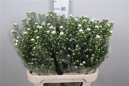 <h4>Ast Paquita</h4>