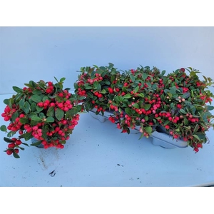 GAULTH PROCUMBENS