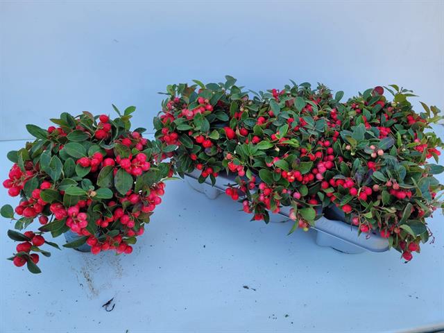 GAULTH PROCUMBENS