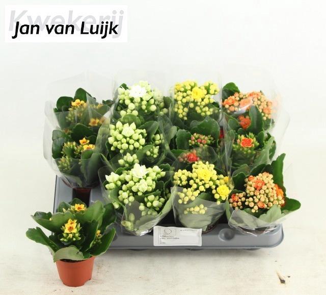 <h4>KAL GE GEM 5 KL</h4>