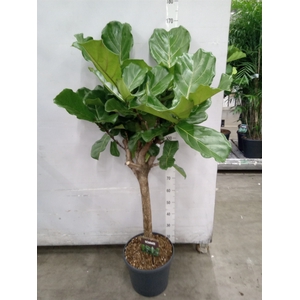 Ficus lyrata