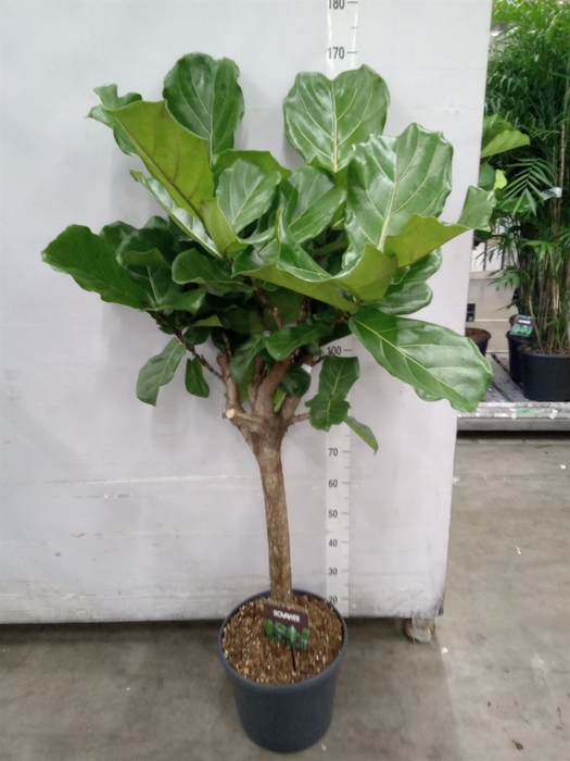 <h4>Ficus lyrata</h4>