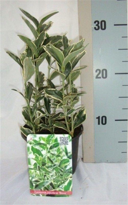 <h4>Euonymus japonicus 'Bravo'</h4>
