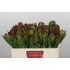 Leucadendron Goldstrike
