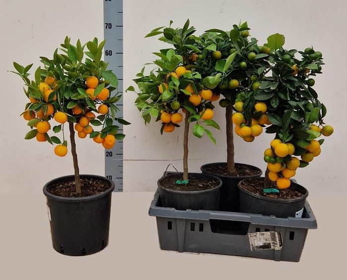 <h4>CITR MICROCARPA</h4>