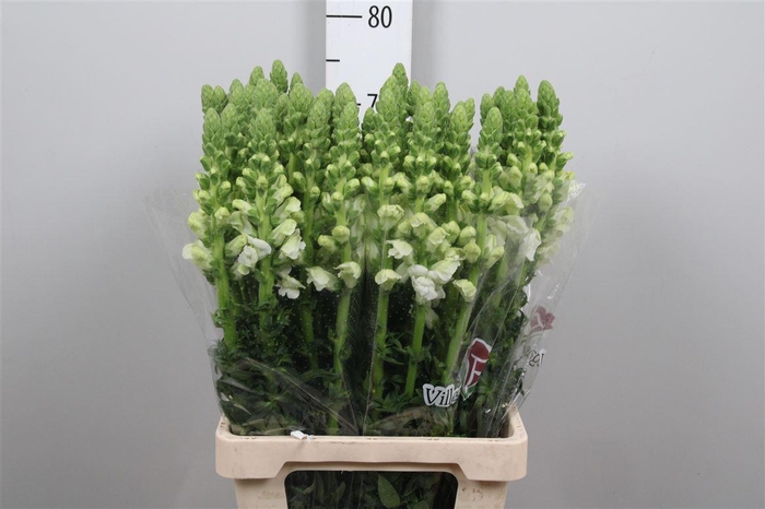 <h4>Antir Poto White</h4>