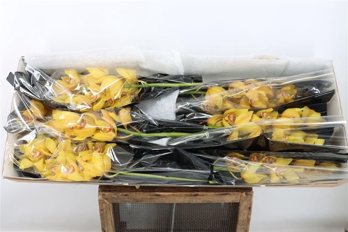 <h4>Cymb Yellow Darling Gold</h4>