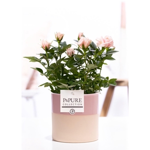 Rosa light pink in P&PURE Tess2 ceramics pink