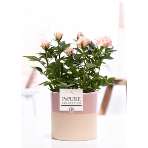 Rosa light pink in P&PURE Tess2 ceramics pink