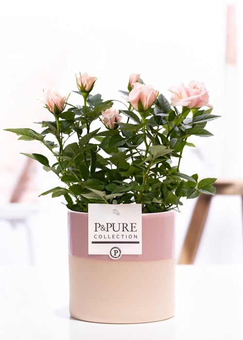 <h4>Rosa light pink in P&PURE Tess2 ceramics pink</h4>