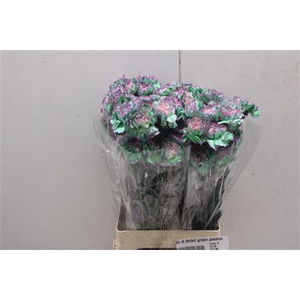 Di St Tinted Green Passion