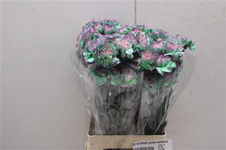 <h4>Di St Tinted Green Passion</h4>