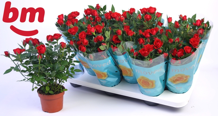 <h4>RO B MONDE HOT JEWEL</h4>